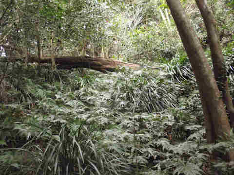 f:id:chuumeikun:20170127131009j:plain