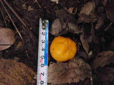 f:id:chuumeikun:20170127131325j:plain