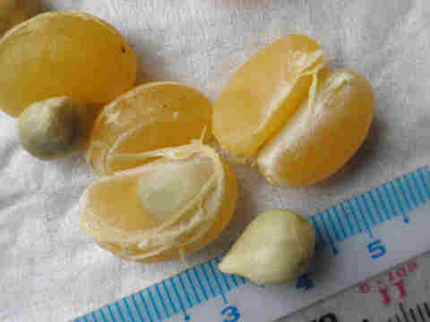 f:id:chuumeikun:20170127131341j:plain