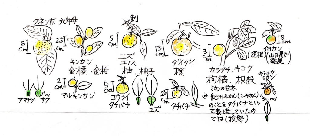 f:id:chuumeikun:20170127131837j:plain