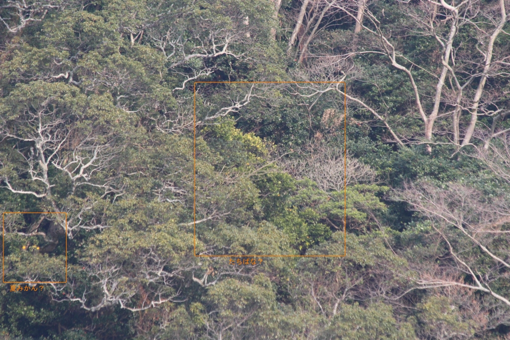 f:id:chuumeikun:20170127132029j:plain