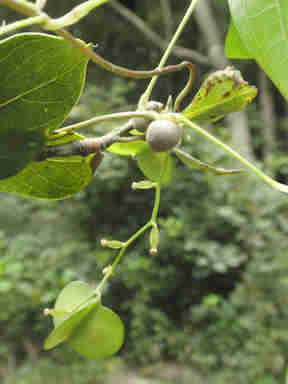 f:id:chuumeikun:20170130004913j:plain