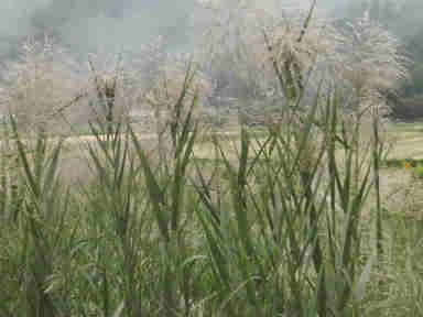 f:id:chuumeikun:20170130005840j:plain