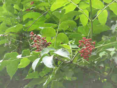 f:id:chuumeikun:20170130005954j:plain