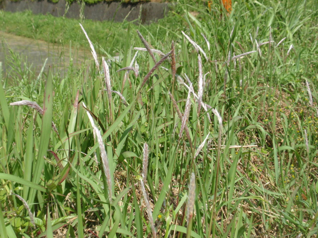 f:id:chuumeikun:20170130010122j:plain