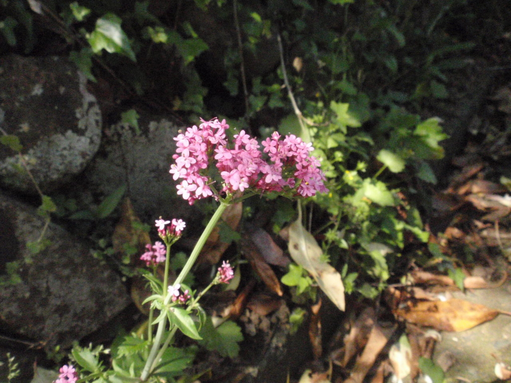 f:id:chuumeikun:20170130010429j:plain