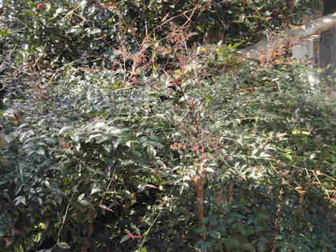 f:id:chuumeikun:20170204184131j:plain