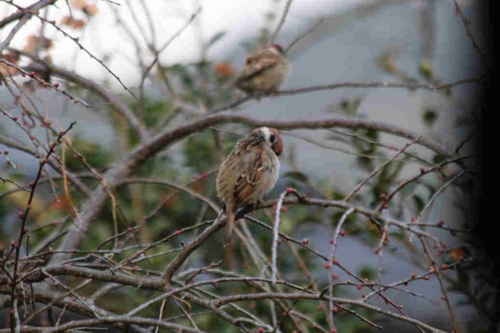 f:id:chuumeikun:20170204184417j:plain