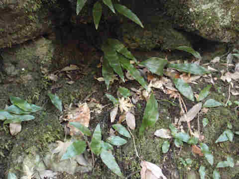 f:id:chuumeikun:20170206103239j:plain