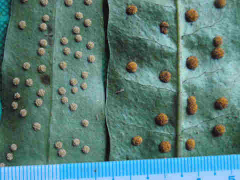 f:id:chuumeikun:20170206103554j:plain