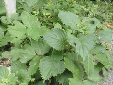 f:id:chuumeikun:20170220141229j:plain