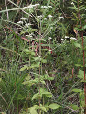 f:id:chuumeikun:20170220141325j:plain