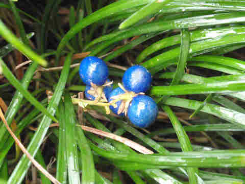 f:id:chuumeikun:20170220141942j:plain