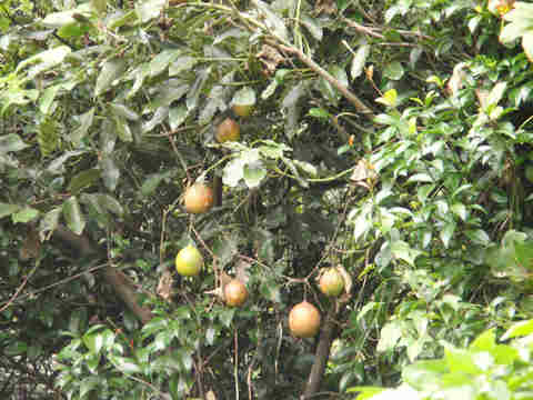 f:id:chuumeikun:20170228103600j:plain