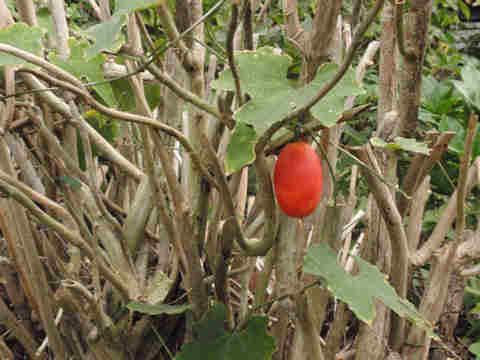 f:id:chuumeikun:20170228103713j:plain