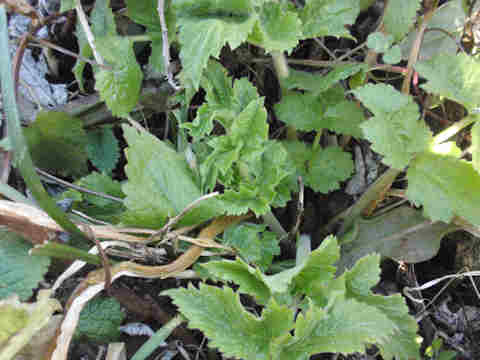 f:id:chuumeikun:20170228105437j:plain