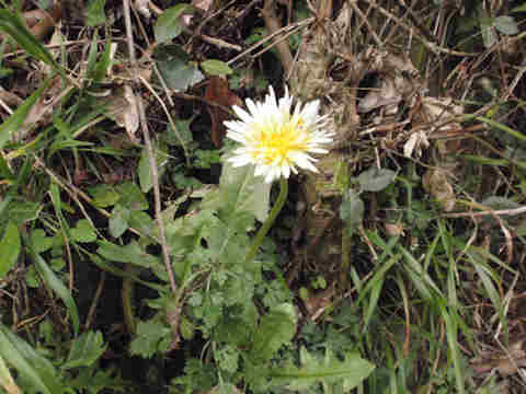 f:id:chuumeikun:20170302133634j:plain f:id:chuumeikun:20170302133634j:plain