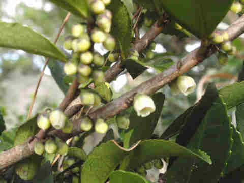 f:id:chuumeikun:20170302133715j:plain f:id:chuumeikun:20170302133715j:plain