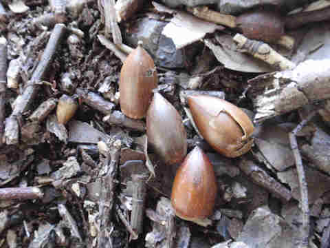 f:id:chuumeikun:20170302134612j:plain f:id:chuumeikun:20170302134612j:plain