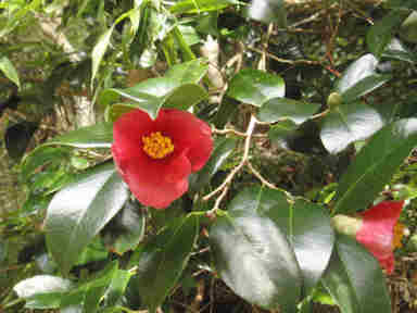 f:id:chuumeikun:20170313190003j:plain f:id:chuumeikun:20170313190003j:plain