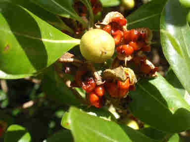 f:id:chuumeikun:20170313190136j:plain f:id:chuumeikun:20170313190136j:plain