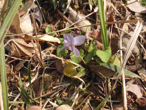 f:id:chuumeikun:20170317202907j:plain