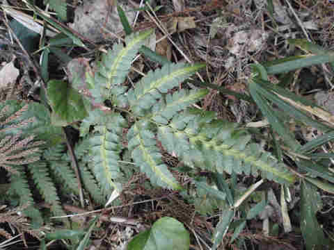 f:id:chuumeikun:20170317202923j:plain