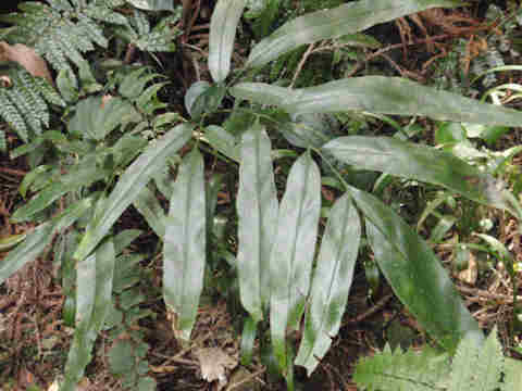 f:id:chuumeikun:20170322201929j:plain