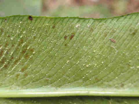 f:id:chuumeikun:20170322202010j:plain