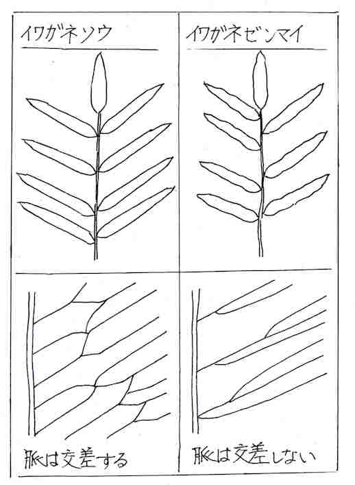 f:id:chuumeikun:20170322202028j:plain