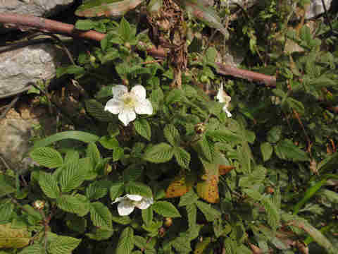 f:id:chuumeikun:20170322202103j:plain