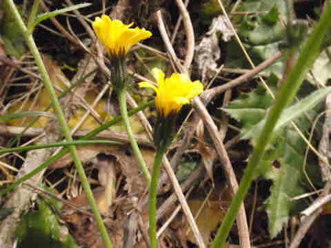 f:id:chuumeikun:20170322202117j:plain