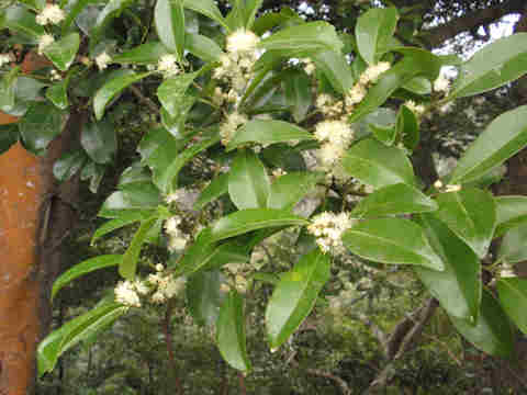 f:id:chuumeikun:20170322202133j:plain