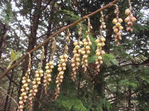 f:id:chuumeikun:20170322202149j:plain