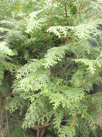 f:id:chuumeikun:20170327101540j:plain f:id:chuumeikun:20170327101540j:plain