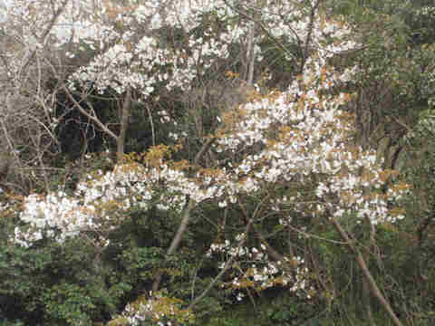 f:id:chuumeikun:20170327101614j:plain f:id:chuumeikun:20170327101614j:plain