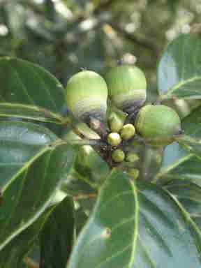 f:id:chuumeikun:20170327101645j:plain f:id:chuumeikun:20170327101645j:plain