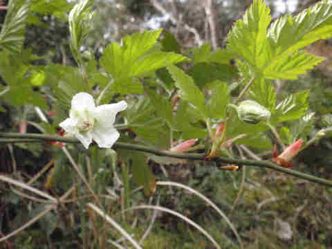 f:id:chuumeikun:20170329005044j:plain