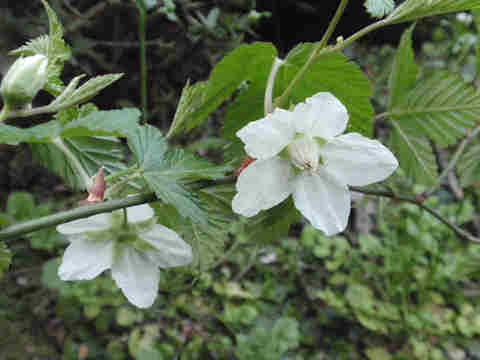 f:id:chuumeikun:20170329005104j:plain