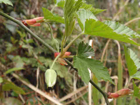 f:id:chuumeikun:20170329005118j:plain