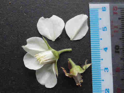 f:id:chuumeikun:20170329005146j:plain