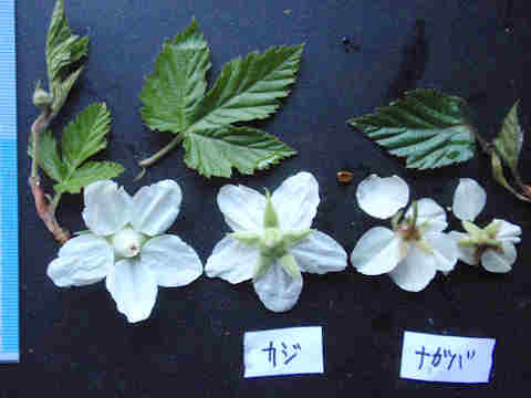 f:id:chuumeikun:20170329005227j:plain