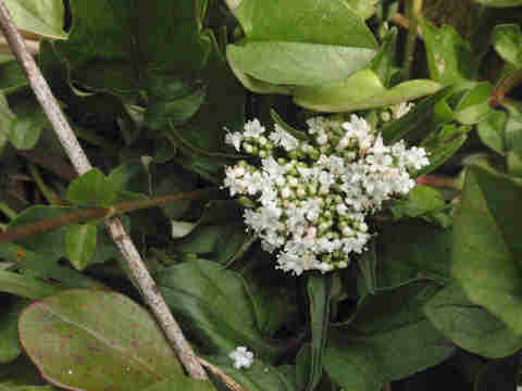 f:id:chuumeikun:20170329005243j:plain