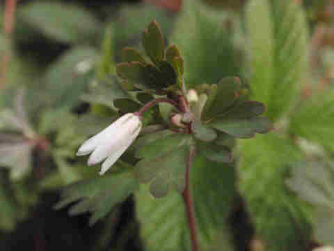 f:id:chuumeikun:20170329005318j:plain