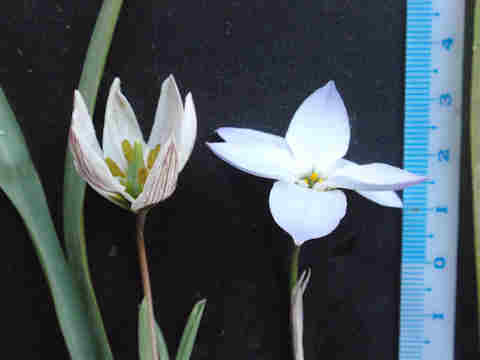 f:id:chuumeikun:20170407191137j:plain f:id:chuumeikun:20170407191137j:plain