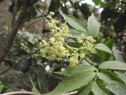 f:id:chuumeikun:20170412182921j:plain f:id:chuumeikun:20170412182921j:plain