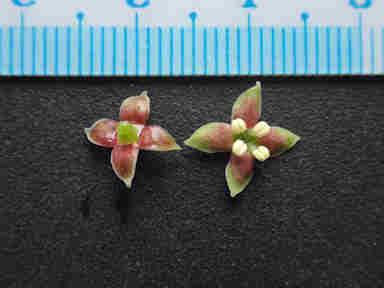 f:id:chuumeikun:20170412183004j:plain f:id:chuumeikun:20170412183004j:plain