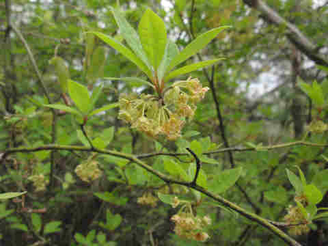 f:id:chuumeikun:20170412183018j:plain f:id:chuumeikun:20170412183018j:plain