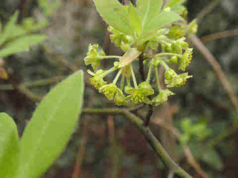 f:id:chuumeikun:20170412183032j:plain f:id:chuumeikun:20170412183032j:plain