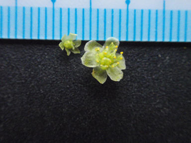 f:id:chuumeikun:20170412183044j:plain f:id:chuumeikun:20170412183044j:plain